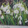 1serviette Les perce neige-3