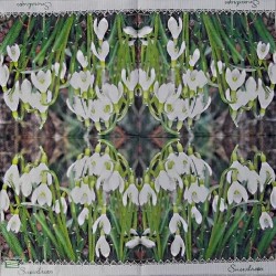 20serviettes Perce neige-3X