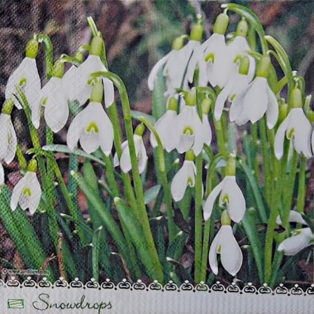 20serviettes Perce neige-3X