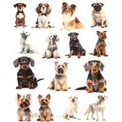 1 papier de riz Chiens -RE3420