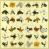 1serviette papier Poulets-35