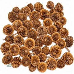 300 Pommes de pin naturelles