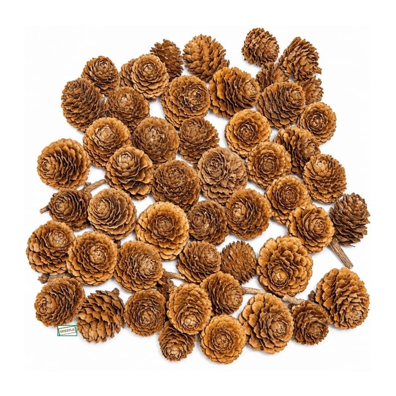 300 Pommes de pin naturelles