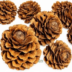 300 Pommes de pin naturelles
