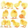 1serviette papier Poussins-19