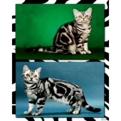 1papier riz Chats -ZAN327G