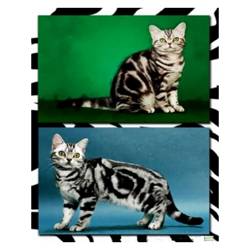 1papier riz Chats -ZAN327G