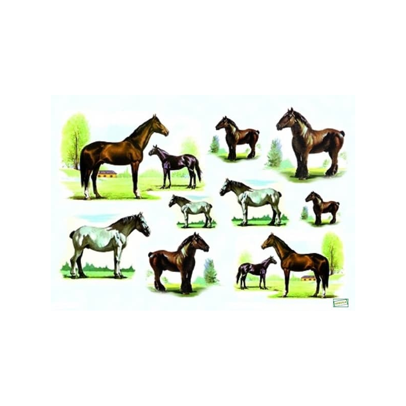 1papier riz Chevaux -ZAN70G