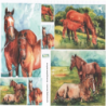 papier à découper Chevaux-D223
