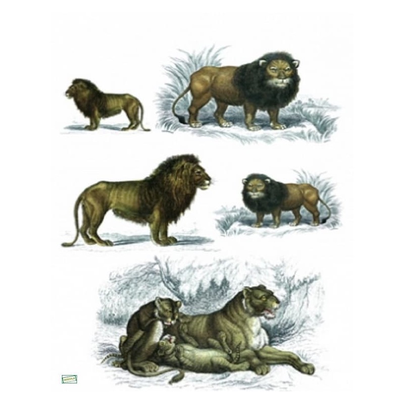 3papier riz Animaux Afrique-ZAN16G