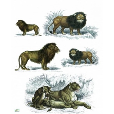 3papier riz Animaux Afrique-ZAN16G