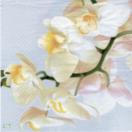 1serviette papier Orchidés-34