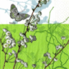 6 serviettes Papillons-3