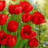 1 serviette papier Tulipes-50