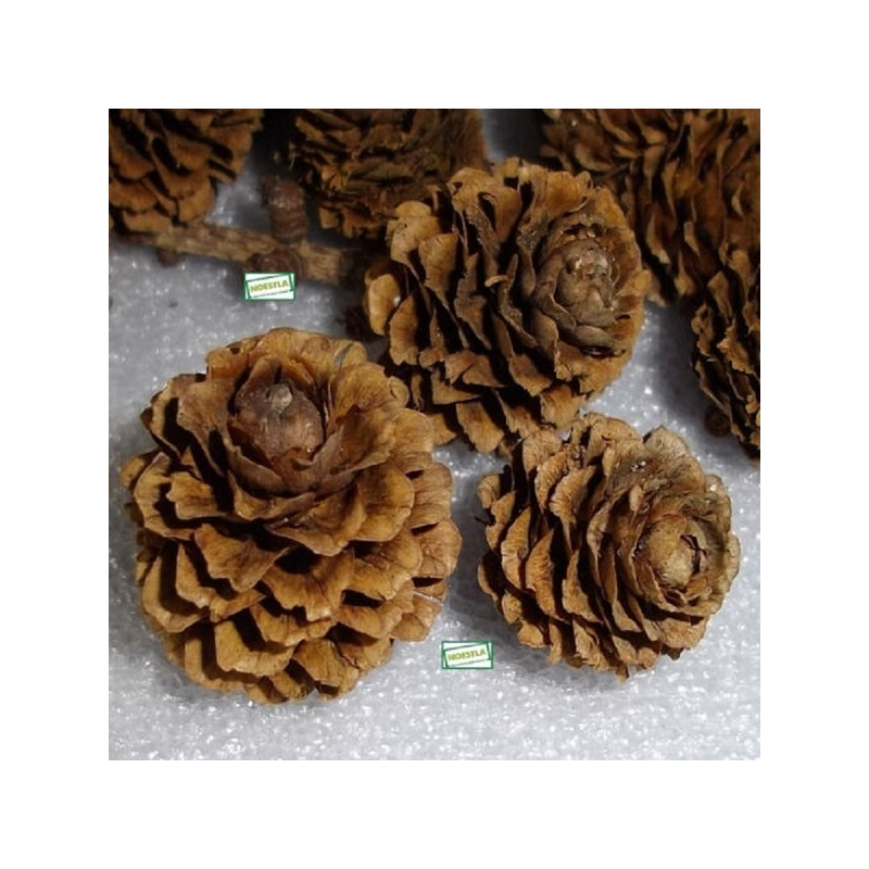 300 Pommes de pin naturelles