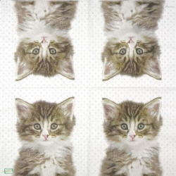 1serviette papier Châton-63