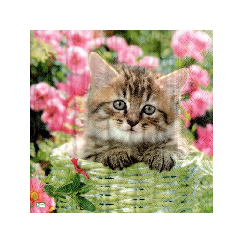 1serviette papier Châton-69