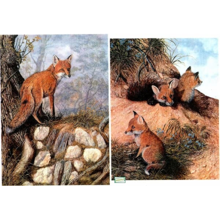 1papier riz Renards -BMET1