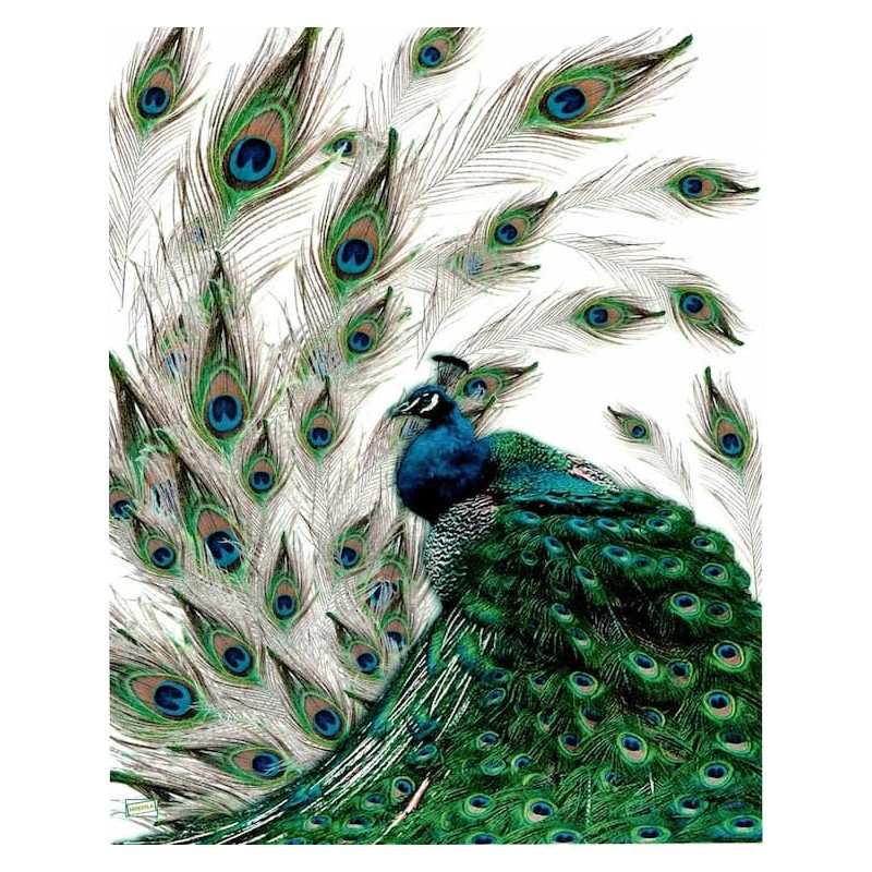 1 papier de riz Le Paon-R323