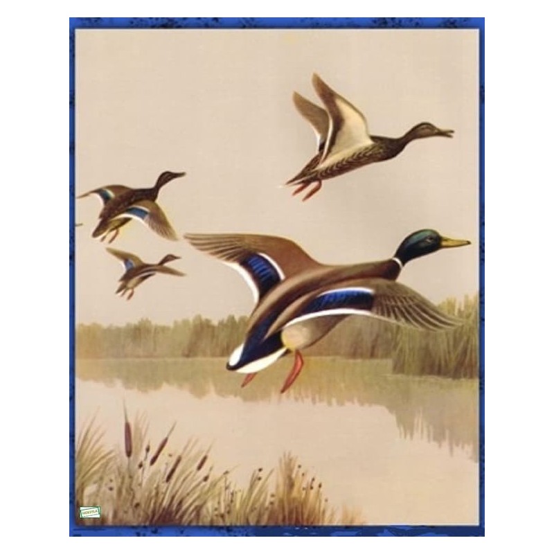 1papier riz Canards-ZAN310G