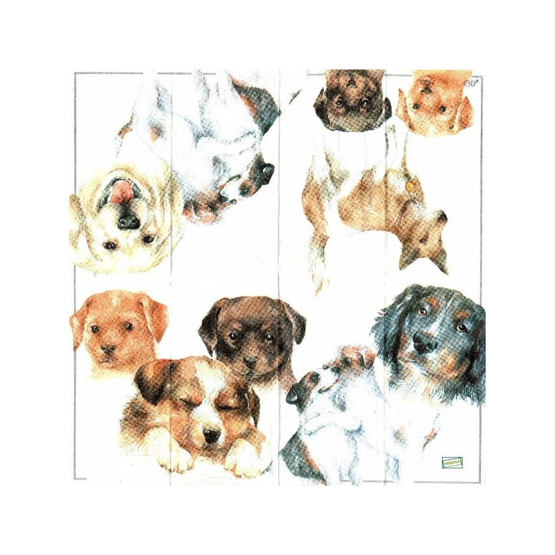 1 mouchoir Les Chiens -8