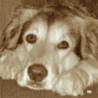 1serviette papier Chien-20