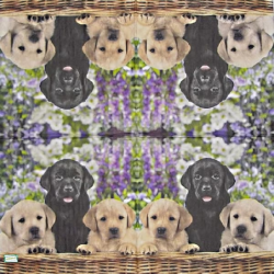 1serviette papier Chiots-23