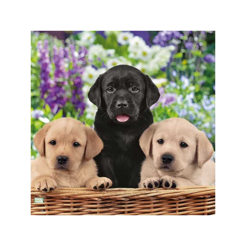 1serviette papier Chiots-23