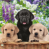 1serviette papier Chiots-23
