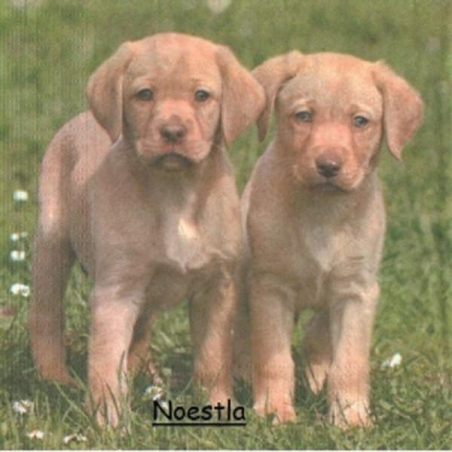 3serviettes papier Chien-24