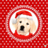 1serviette papier Chien-42