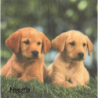 1serviette papier Chiots-43