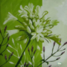 1 serviette Autres fleurs -9