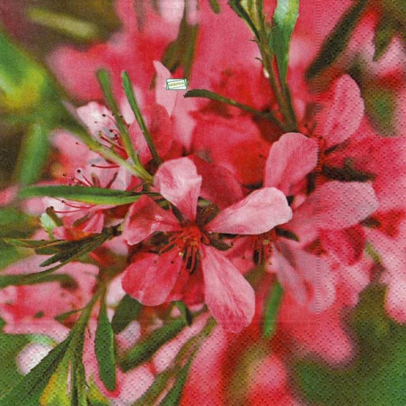 4 serviettes Autres fleurs -24