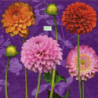 5 serviettes Les Dahlias -82