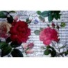 1papier riz Les Roses-STA64