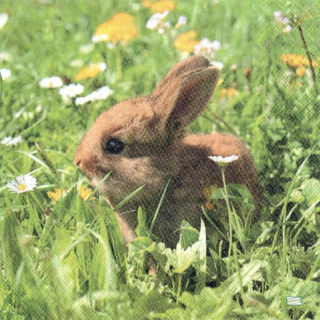 1serviette papier Le Lapin-57