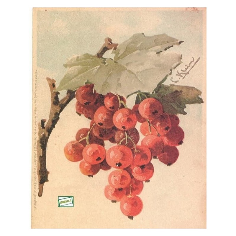 1papier découpage Fruits-X10