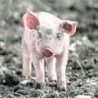 1serviette papier Cochon-65