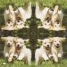 1serviette papier Chien-21