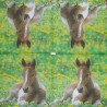 1serviette papier Cheval-46