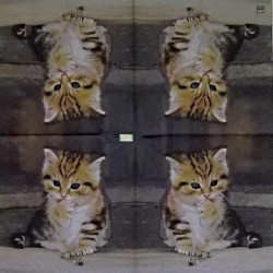 1serviette papier Châton-19