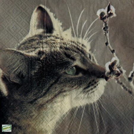 1serviette papier Chat-1