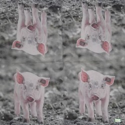 1serviette papier Cochon-65