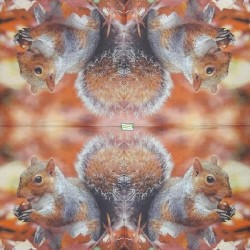 1 serviette L' écureuil -65